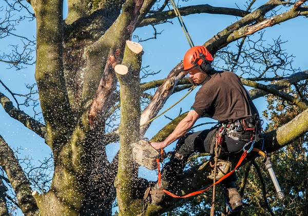 Tree trimming and removal safety