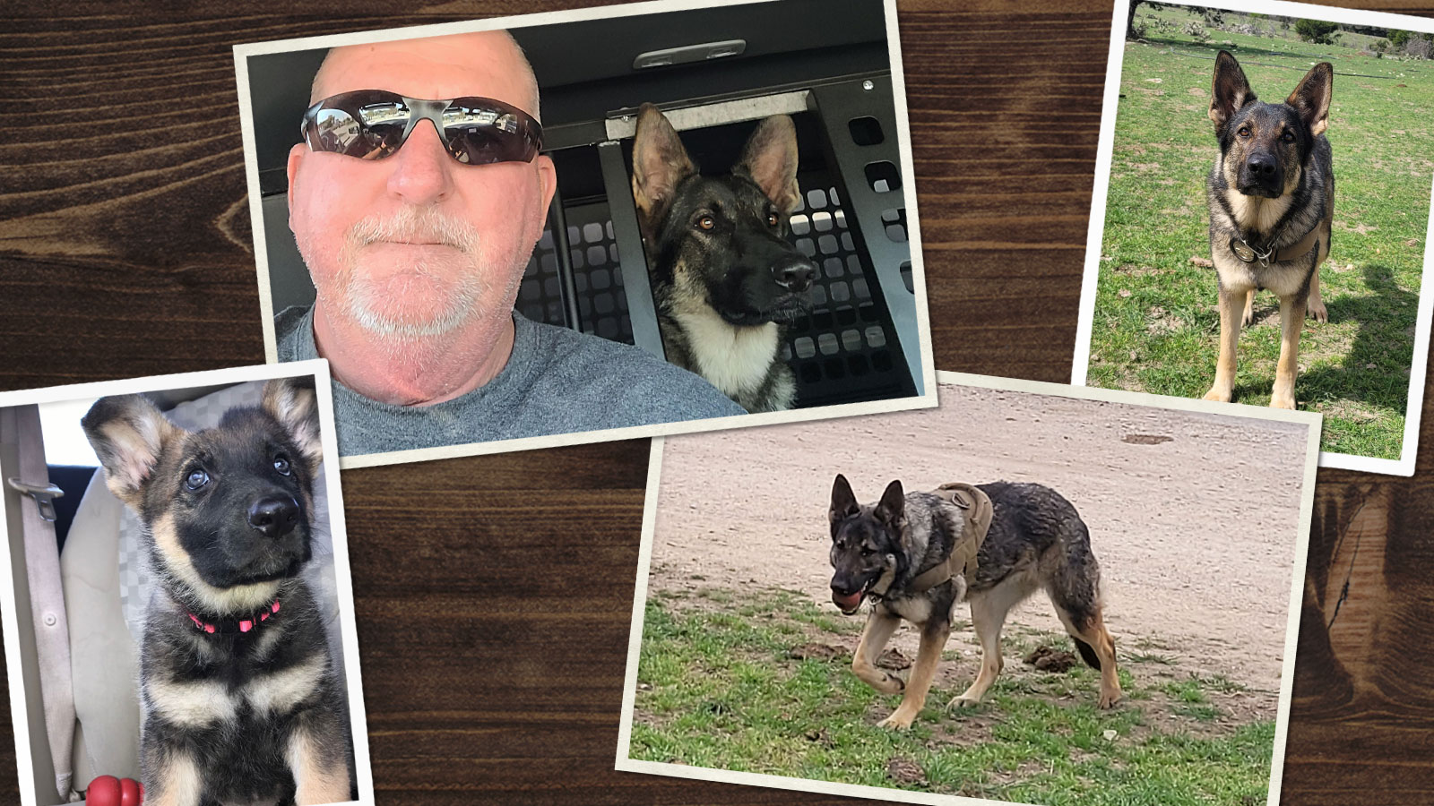 A collage of pictures of Harley an arson investigator dog.