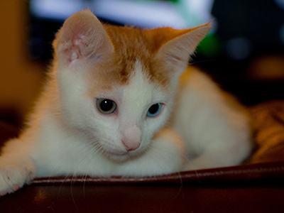 5 questions to ask when buying pet insurance